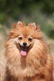 SPITZ ALLEMAND 472